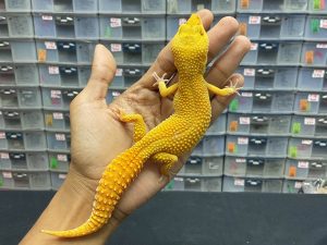 F-190 | SUNGLOW - BETINA OVUL