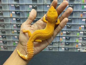 F-192 | SUNGLOW - BETINA