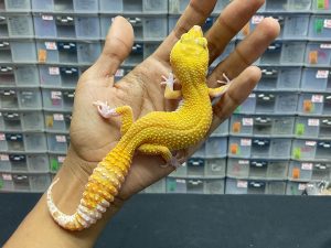 F-193 | SUNGLOW RAPTOR - BETINA