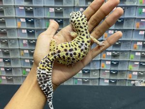 F-194 | BLACK NIGHT CROSS - BETINA OVUL