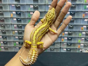 F-197 | BELL BOLD STRIPE HET. RADAR - BETINA OVUL