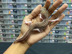 F-198 | SUPER SNOW ECLIPSE POSSIBLE HET. TREMPER RAPTOR - BETINA