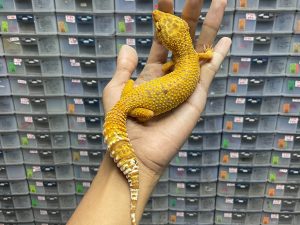 F-201 | TREMPER LAVENDER GIANT - BETINA