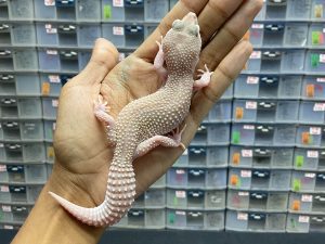 F-202 | BLIZZARD HET.  TREMPER POSSIBLE HET.  DIABLO BLANCO - BETINA OVUL