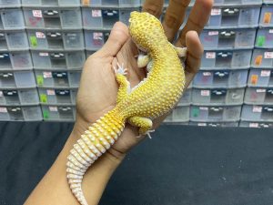 F-203 | GIANT RADAR LINE RED STRIPE - BETINA