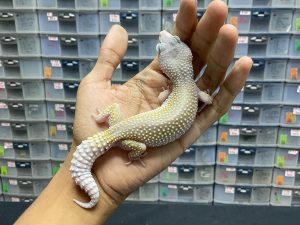 F-204 | BLIZZARD ECLIPSE POSSIBLE HET. DIABLO BLANCO - BETINA