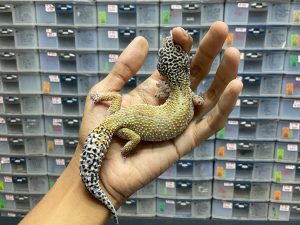 F-207 | HYPO TANGERINE POSSIBLE HET. RAPTOR - BETINA OVUL