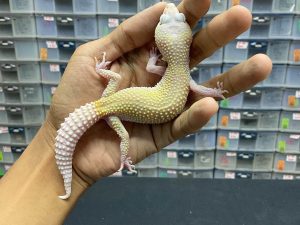 F-211 | BLIZZARD BANANA ECLIPSE HET. TREMPER POSSIBLE HET.  DIABLO BLANCO - BETINA OVUL