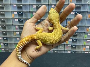 F-213 | SHTCT HET. TREMPER - BETINA