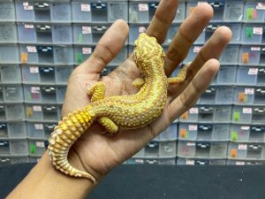 F-216 | BELL BOLD STRIPE - BETINA OVUL