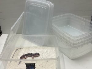 Box Khusus Leopard Gecko