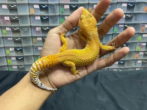 M-81 | SHTCT - JANTAN