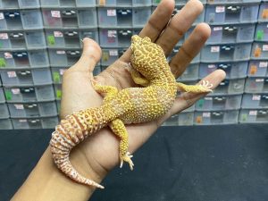 M-82 | MACK SNOW TREMPER HET. BLIZZARD  - JANTAN