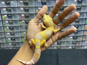 M-84 | TREMPER BANDED PH. RAPTOR (BLACK NIGHT) - JANTAN