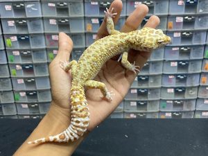 M-85 | PHANTOM PH. RAPTOR - JANTAN