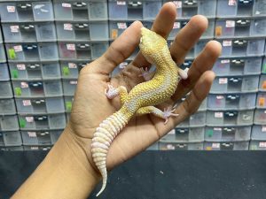 M-88 | WHITE & YELLOW RAPTOR REVERSE STRIPE - JANTAN