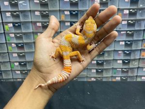 M-89 | SUNSPOT - JANTAN