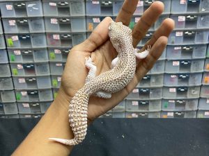 M-90 | SUPER SNOW RADAR - JANTAN