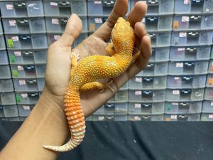 M-91 | BELL LAVENDER - JANTAN