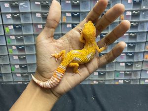 M-92 | TREMPER JUNGLE - JANTAN