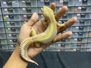 M-93 | TREMPER BOLD STRIPE - JANTAN