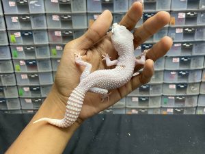 M-94 | SUPER SNOW DIABLO BLANCO - JANTAN