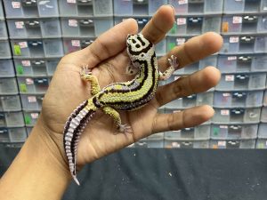 M-97 | BOLD STRIPE NOSE BANDED HET. TREMPER - JANTAN