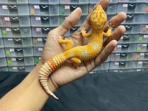 M-99 | BELL LAVENDER - JANTAN