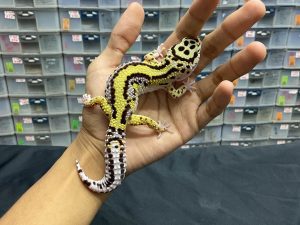 M-101 | BOLD STRIPE NOSE BANDED HET. TREMPER - JANTAN