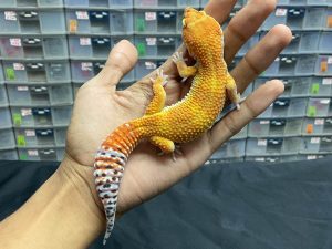 M-102 | TANGERINE HET. TREMPER (INFERNO) - JANTAN