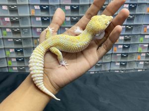 M-103 | WHITE & YELLOW MACK SNOW RAPTOR - JANTAN