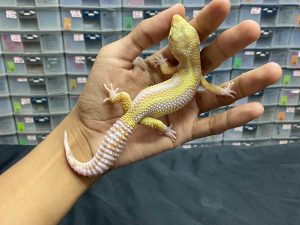 M-104 | TREMPER BOLD STRIPE - JANTAN