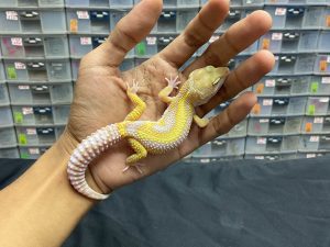 M-105 | TREMPER BOLD STRIPE - JANTAN