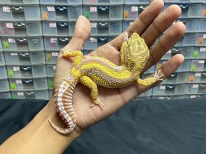 M-106 | TREMPER BOLD STRIPE - JANTAN