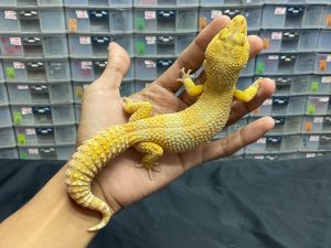 M-107 | TREMPER LAVENDER - JANTAN