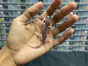 P-78 | SUPER SNOW ECLIPSE/ PIED LINE BLACK NIGHT POSSIBLE HET. DIABLO BLANCO - INC. BETINA