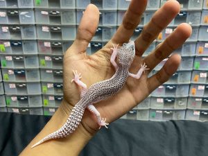 P-81 | SUPER SNOW ECLIPSE/ PIED (EXTREME PIED) - BETINA