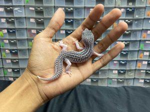 P-84 | SUPER SNOW ECLIPSE BLACK NIGHT/ PIED BLACK NIGHT/ PANDA HET. RAPTOR - JANTAN