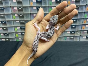 P-89 | SUPER SNOW ECLIPSE BLACK NIGHT/ PIED BLACK NIGHT/ PANDA HET. RAPTOR - JANTAN