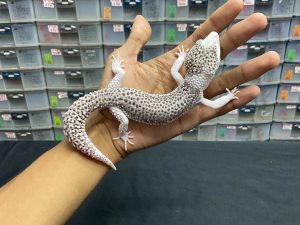 P-93 | SUPER SNOW ECLIPSE/ PIED (EXTREME PIED) - JANTAN