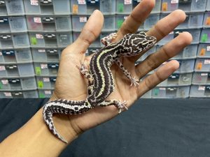 P-94 | MACK SNOW BOLD STRIPE POSSIBLE HET. TREMPER - BETINA