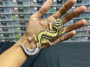 P-95 | BOLD STRIPE TEMBUS (SKULL) POSSIBLE HET. TREMPER - BETINA