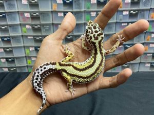 P-96 | BOLD STRIPE - BETINA OVUL