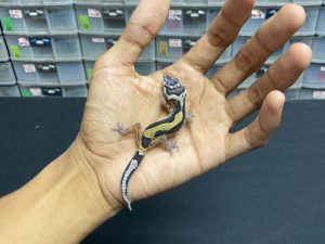 B-165 | BOLD STRIPE - INC. BETINA