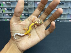 B-168 | TREMPER BOLD STRIPE TEMBUS - INC. JANTAN