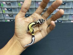 B-169 | BANDIT BOLD STRIPE (SKULL) - INC. JANTAN