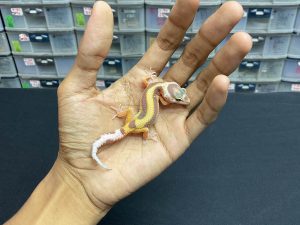 B-173 | TREMPER BOLD STRIPE - INC. JANTAN