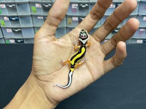 B-183 | BOLD STRIPE TEMBUS - INC. BETINA