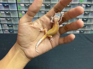 B-188 | APTOR WHITE & YELLOW - INC. BETINA