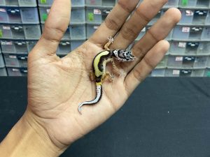 B-191 | MACK SNOW BOLD STRIPE POSSIBLE HET. TREMPER- INC. BETINA